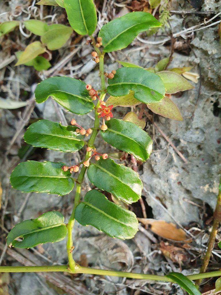 Cissus picardae, photographed by Yolanda M. Leon