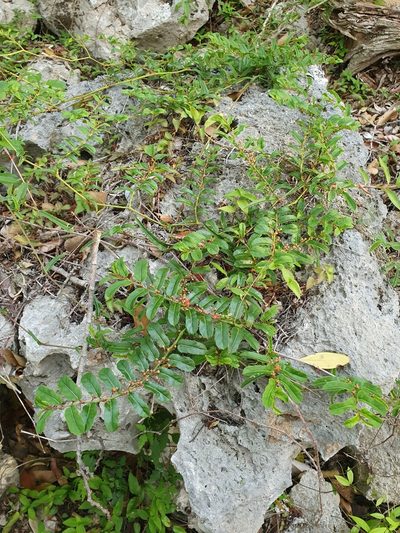 Cissus picardae, photographed by Yolanda M. Leon