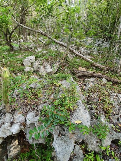 Cissus picardae, photographed by Yolanda M. Leon