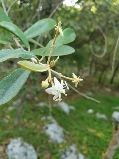 Morisonia ferruginea, photographed by Yolanda M. Leon