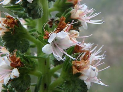 Echium virescens, photographed by Daniel Cahen