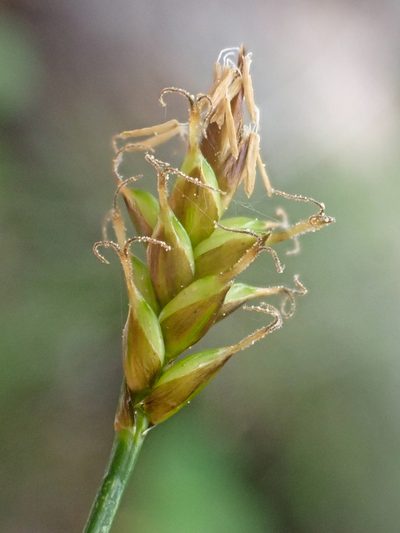 Carex alascana, photographed by Trevor Van Loon