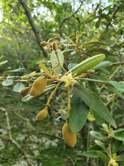 Morisonia ferruginea, photographed by Yolanda M. Leon