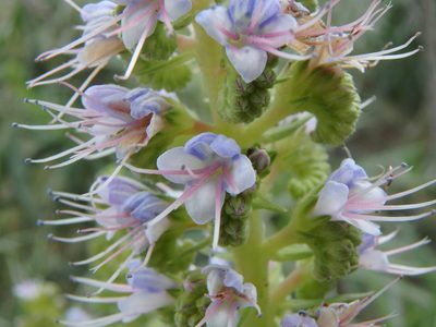 Echium virescens, photographed by Daniel Cahen