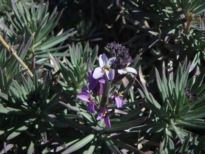 Erysimum scoparium, photographed by Daniel Cahen