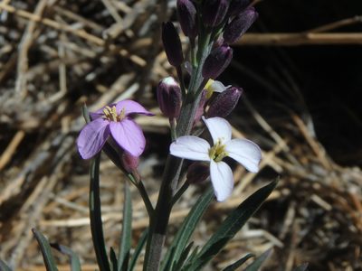Erysimum scoparium, photographed by Daniel Cahen