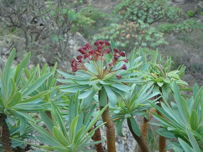 Euphorbia atropurpurea, photographed by Daniel Cahen