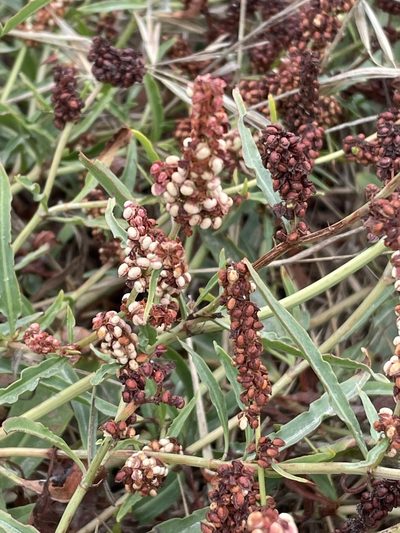 Rumex salicifolius, photographed by Irene