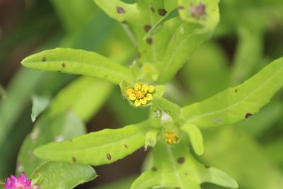 Melampodium sericeum, photographed by José Belem Hernández Díaz