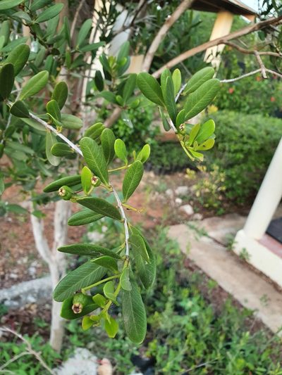 Pimenta haitiensis, photographed by Yolanda M. Leon