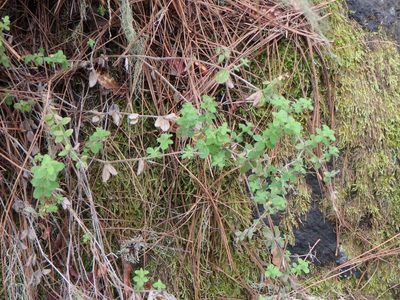 Galium scabrum, photographed by Daniel Cahen