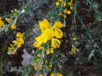 Genista canariensis, photographed by Daniel Cahen