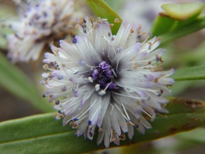 Globularia salicina, photographed by Daniel Cahen