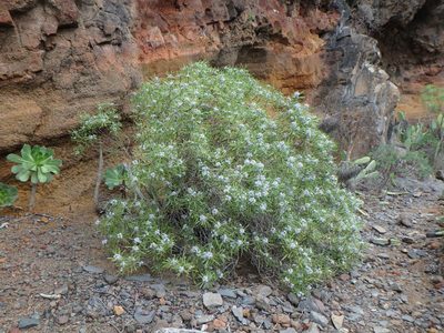Globularia salicina, photographed by Daniel Cahen