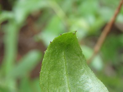 Hypericum glandulosum, photographed by Daniel Cahen