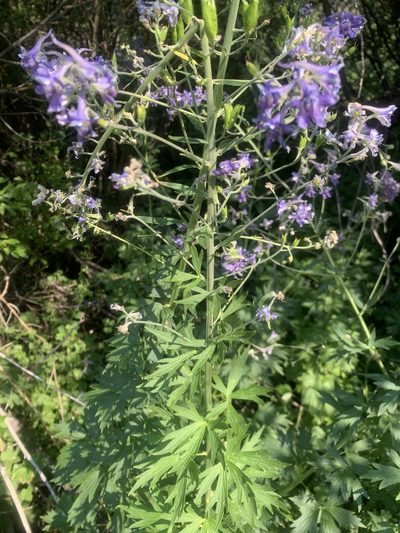 Delphinium occidentale, photographed by mark-groeneveld
