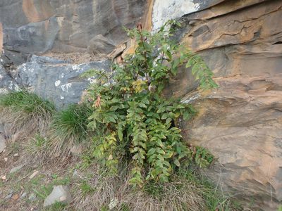 Hypericum grandifolium, photographed by Daniel Cahen