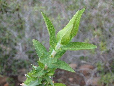 Hypericum reflexum, photographed by Daniel Cahen