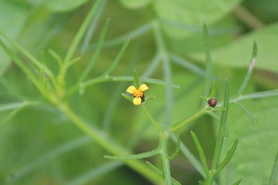 Heterosperma pinnatum, photographed by José Belem Hernández Díaz