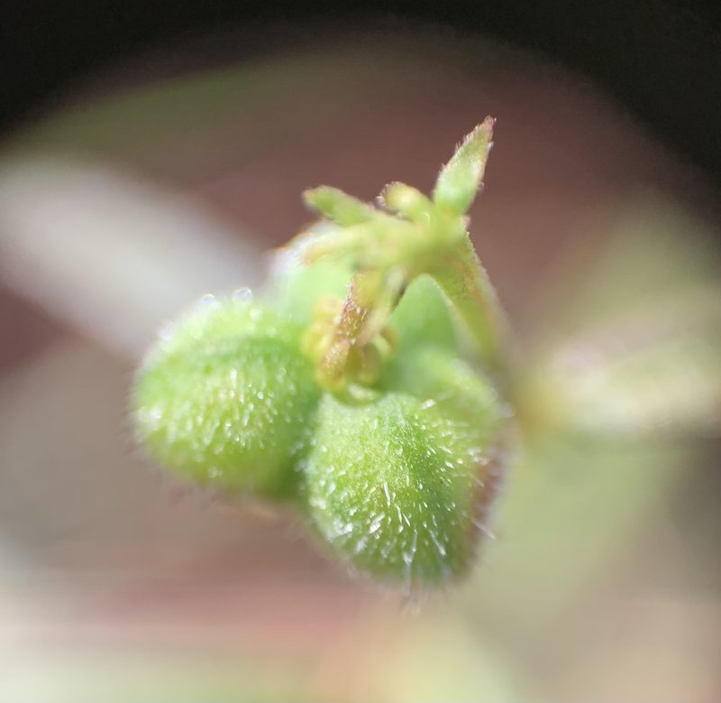 Tragia urens, photographed by natalie