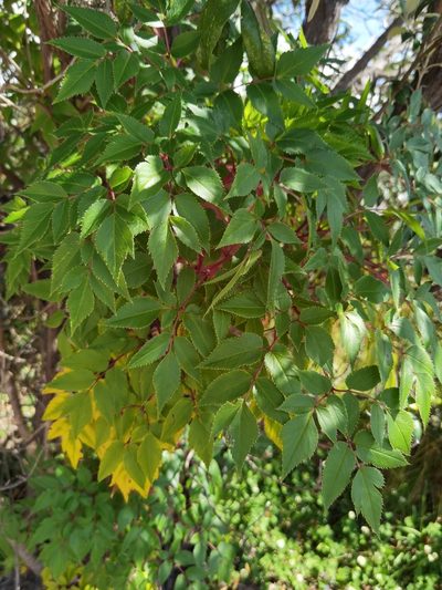 Myrrhidendron donnellsmithii, photographed by Eduardo Chacón Madrigal