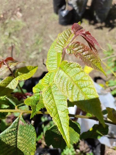 Juglans neotropica, photographed by Luisa Matiz