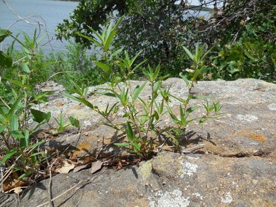 Acalypha monococca, photographed by Sam Kieschnick