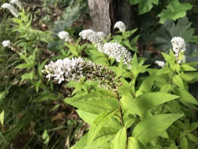 Lysimachia clethroides, photographed by Lucian Vazquez