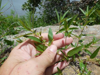 Acalypha monococca, photographed by Sam Kieschnick