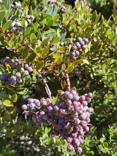 Vaccinium consanguineum, photographed by Eduardo Chacón Madrigal