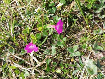 Primula clusiana, photographed by Daniel Linzbauer