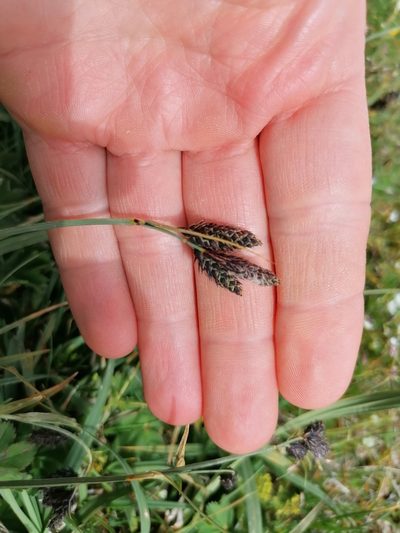 Carex atrata, photographed by Daniel Linzbauer