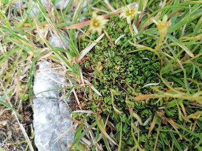 Saxifraga moschata, photographed by Daniel Linzbauer
