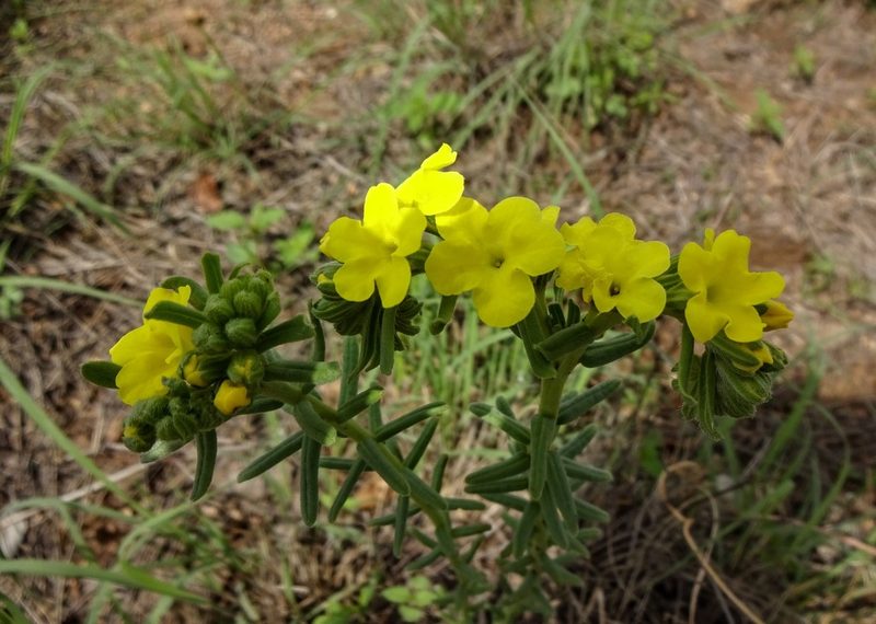 Lithospermum cobrense, photographed by Andrew Tree