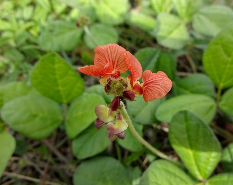 Macroptilium gibbosifolium, photographed by Andrew Tree