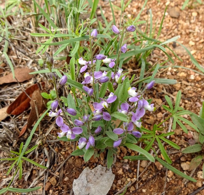 Hebecarpa obscura, photographed by Andrew Tree