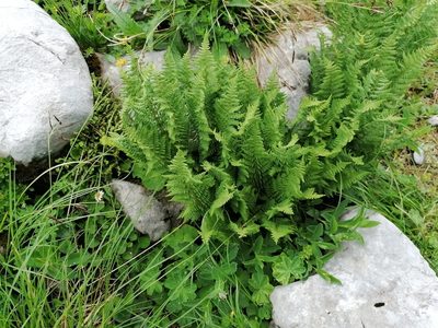 Dryopteris villarii, photographed by Daniel Linzbauer