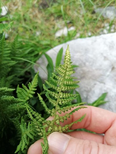 Dryopteris villarii, photographed by Daniel Linzbauer