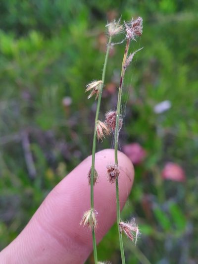 Scleria distans, photographed by Scott Ward