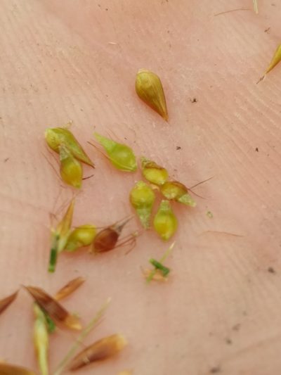 Rhynchospora gracilenta, photographed by Scott Ward