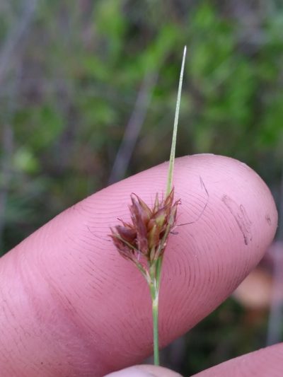 Rhynchospora gracilenta, photographed by Scott Ward