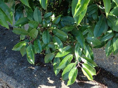 Prunus lusitanica, photographed by Daniel Cahen