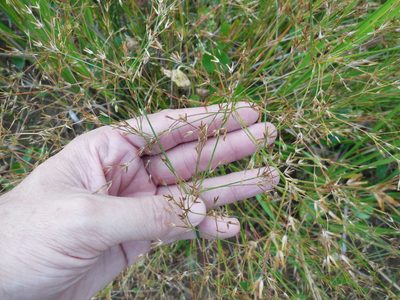 Juncus diffusissimus, photographed by Sam Kieschnick