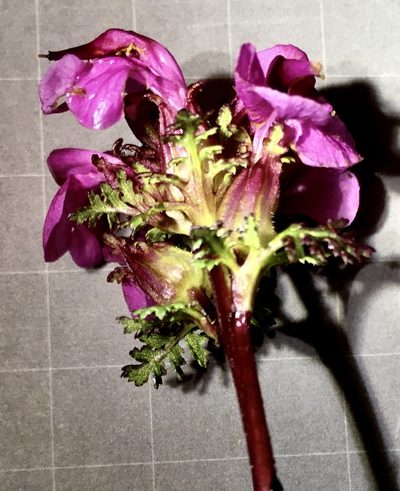 Pedicularis rostratocapitata, photographed by Karsten Rohweder