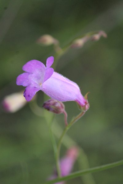Penstemon amphorellae, photographed by José Belem Hernández Díaz