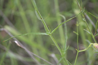 Penstemon amphorellae, photographed by José Belem Hernández Díaz