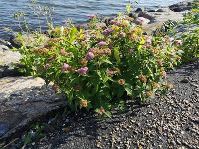 Spiraea japonica, photographed by Jens-Christian Svenning
