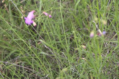 Penstemon amphorellae, photographed by José Belem Hernández Díaz