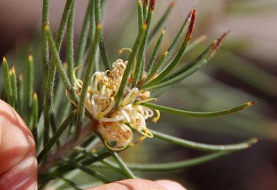 Hakea gibbosa, photographed by Tony Rebelo