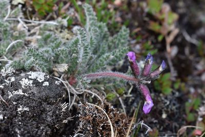 Oxytropis arctica, photographed by Eric Lamb